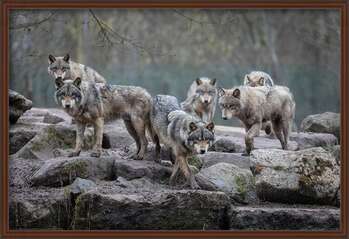 Plakát Farkasok - Grey Wolf